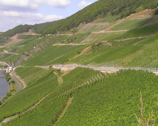 trittenheimer trittenheimer mosel